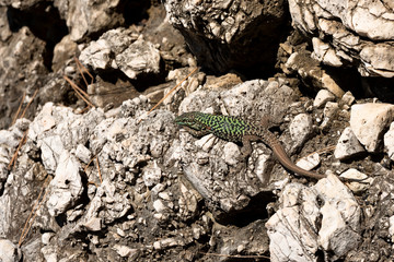 lizard on a rock near the sea