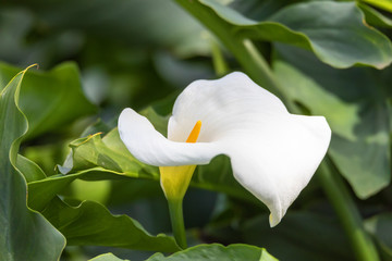 Zantedeschia aethiopica flower, known as calla lily and arum lily, Ethiopia, Africa nature wilderness