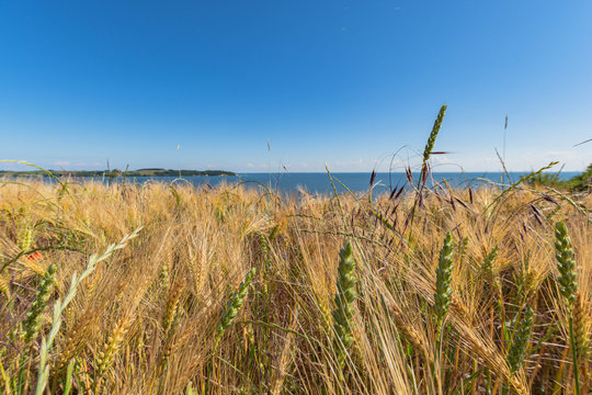 Reedevitzer H&ouml;ft, Halbsinel M&ouml;nchgut, Insel R&uuml;gen