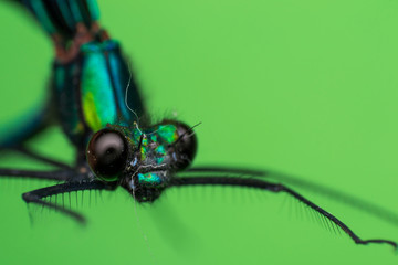 macro photo of a dragon fly and green background