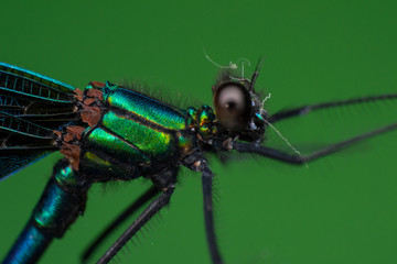 macro photo of a dragon fly and green background