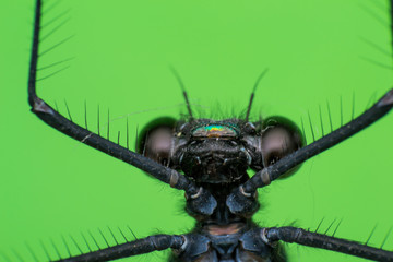 macro photo of a dragon fly and green background