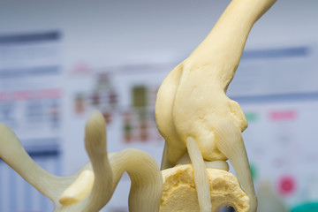 dog knee mold side view and blurred background