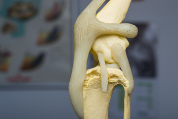 dog knee mold side view and blurred background