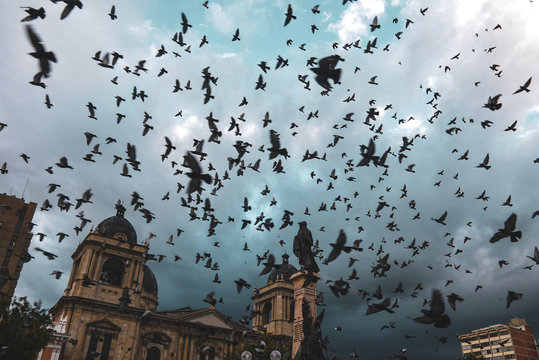 Pigeons flayind above Plaza Murillo in La Paz, Bolivia