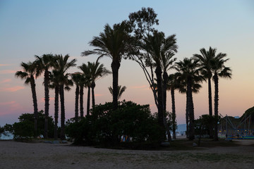 Palm trees silhouettes on beach at vivid sunset time.