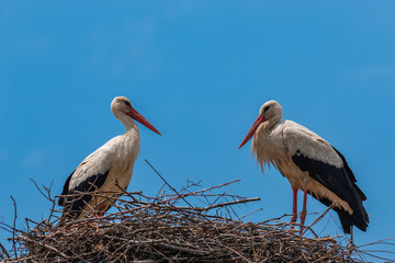 white stork in the nest