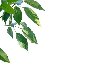 Tropical plant leaves with branches on white isolated background for green foliage backdrop 