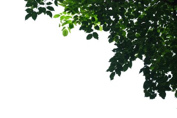 Tropical tree leaves with branches on white isolated background for green foliage backdrop 