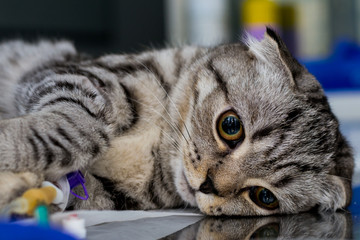 Brachycephalic cat sedated at the veterinary clinic, Scottish fold cat breed