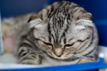 Scottish fold cat breed in the cage at the veterinary clinic after surgery, recovering from anesthesia. Anesthesia in Brachycephalic cats