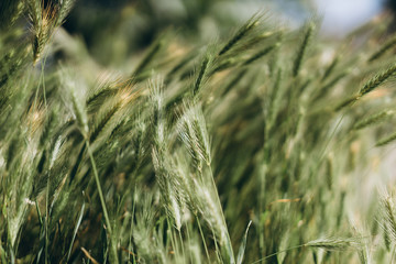 green spikelets on a photograph, closeup, selective focus,nature  background