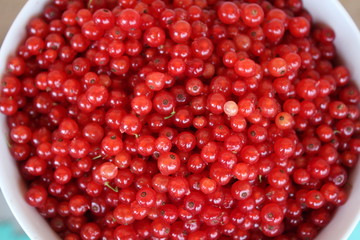 Ribes rubrum commonly Red Currant cultivated, organic, macro photography