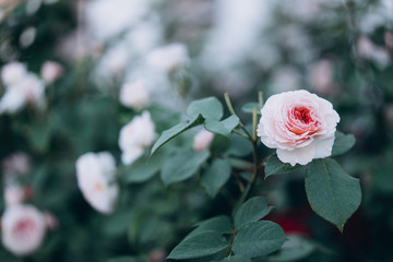  beautiful pink rose with green leaves, buds and spikes