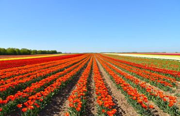 The field with color tulips