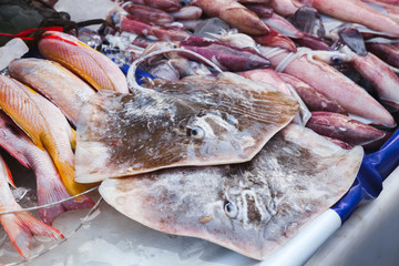 Round ribbontail ray fishes, Malaysia