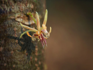 The cacao flowers blooming in farm in the morning.