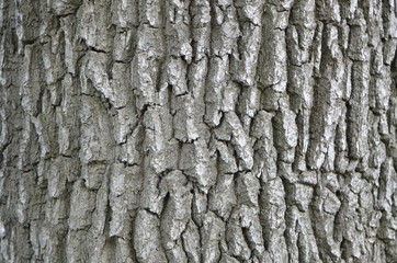 Detail of oak tree bark. Sharp background