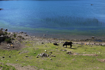 coast of lake titica in bolivian side