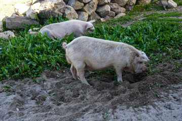 pigs eating grass in the open field