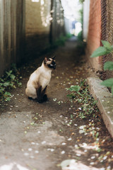  portrait of a Siamese cat, an animal with a displeased facial expression. Grumpy Cat