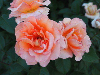 beautiful tea rose closeup in summer garden at sunset
