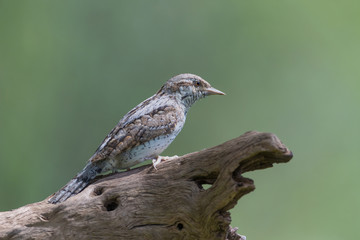 Fototapeta premium The Eurasian wryneck (Jynx torquilla)