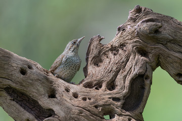 The Eurasian wryneck (Jynx torquilla)