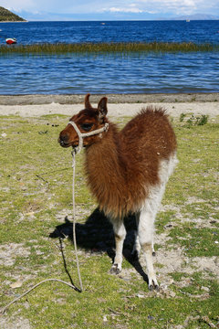 llama alpaca eating grass in Bolivia