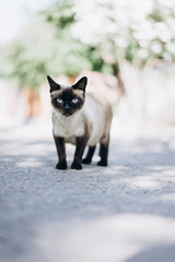  portrait of a Siamese cat, an animal with a displeased facial expression. Grumpy Cat