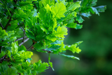 wild green leaves for abstract background