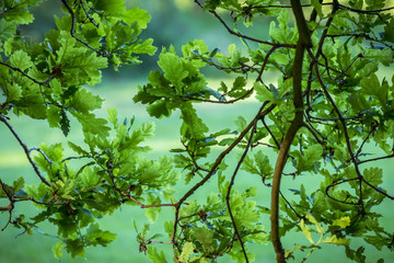 wild green leaves for abstract background