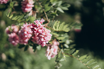 blooming acacia tree, beautiful pink flowers