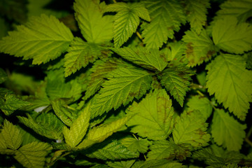 wild green leaves for abstract background