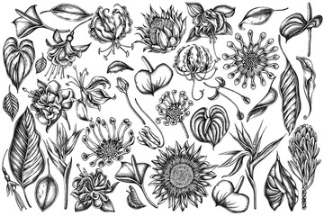 Vector set of hand drawn black and white african daisies, fuchsia, gloriosa, king protea, anthurium, strelitzia