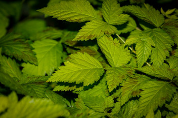 wild green leaves for abstract background
