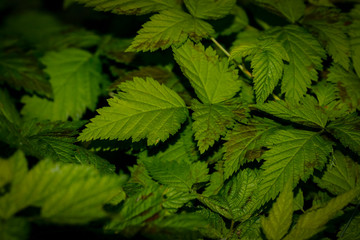 wild green leaves for abstract background