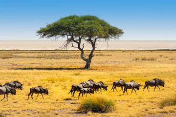 Fototapeta na wymiar Gnu Herde vor Akazienbaum mit Schirm im Etosha Nationalpark