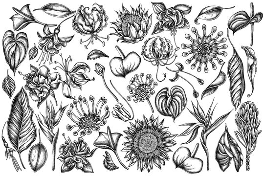 Vector set of hand drawn black and white african daisies, fuchsia, gloriosa, king protea, anthurium, strelitzia