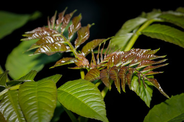 wild green leaves for abstract background