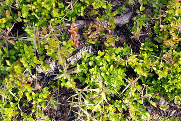 Flora. Moss and leaves, green leaves and dry ground in the forest. Grass and leaves background.