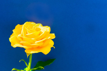  One yellow rose on this background. Copy space
