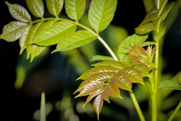 wild green leaves for abstract background