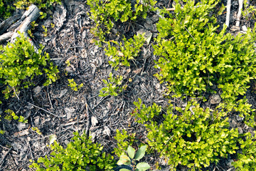 Vegetable. Dry ground in the forest. Moss and leaves, green leaves and dry ground in the forest.