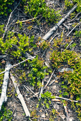 Flora. White dry branches. Close up field forest background with green leaves and dry grasses.