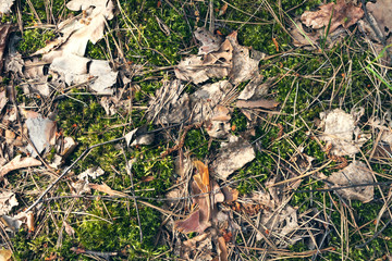 Close up forest background with leaves.  Leaves in the forest. Forest ground background