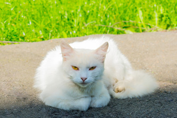 Naklejka na ściany i meble White cat lies on the background of green grass.