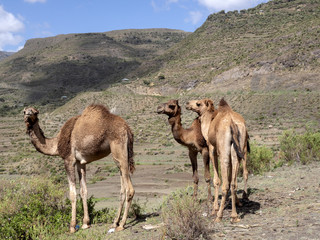 Camels are domestic animals, they wear cargo, Ethiopia
