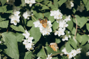 a lot of butterflies flies about jasmine bush