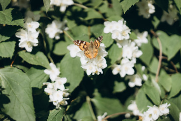 a lot of butterflies flies about jasmine bush